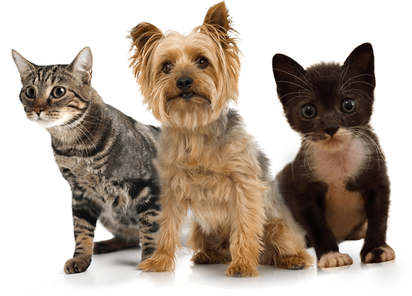 Servicios veterinarios (Perros)
