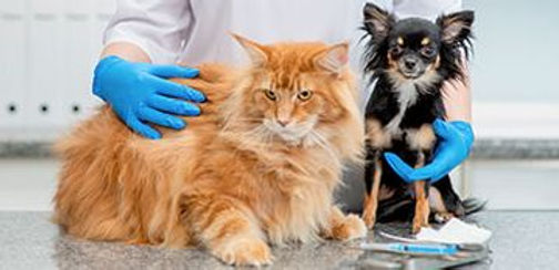 Servicios veterinarios (Gatos)