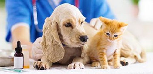 Servicios veterinarios (Animales)